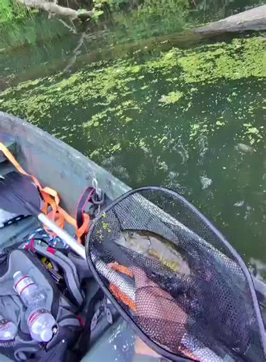 Splish splash and he’s off #small #fish #largemouthbass #fishing #fyp | Fish