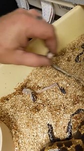 Oh no! My sand boa had a litter with stillborn baby snakes! I unbox a shipment of awesome Ball pythons and a shipment of new Reptile Prime products. #throwback | Brian Barczyk