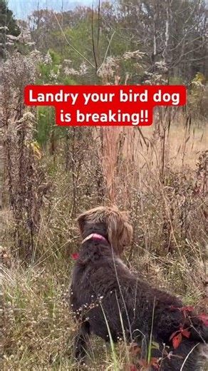 Young training griffon flinches on point and breaks on flush #baddog