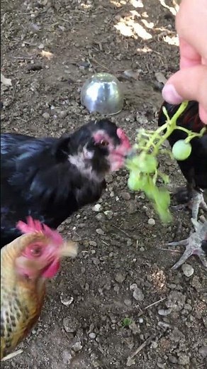 Chickens Eating Grapes Off The Vine #chicken #funny #backyardchickens
