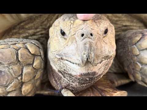 Intramuscular Injections for Tortoises & Turtles The Safer Placement We Use #joshuatreereptilehaven