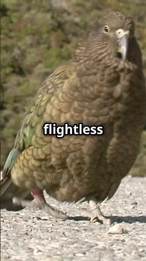 The RAREST Animals on Earth