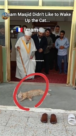 This Imam REFUSES to Wake a Sleeping Cat in the Mosque Courtyard #viral #ytshorts #shorts #viral