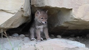 Coyote in the Canadian wilderness
