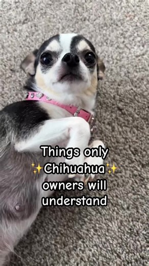 Chihuahua Facts: Truths or Myths About This Cute Breed?