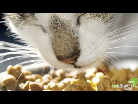 Getting a Cat out of the Cage