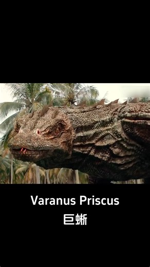 😱🦎The beautiful woman's scream caused the monitor lizard to turn its attack on her. #巨蜥 #VaranusPriscus #优酷电影 #youkumovie | Youku Movie