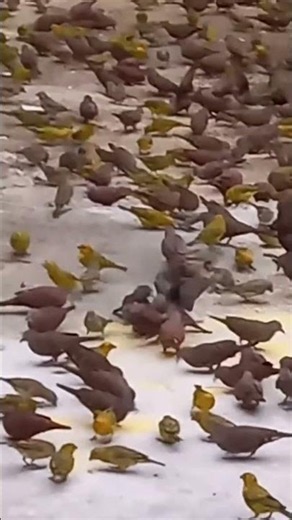 Rebanho de canário da terra e rolinhas