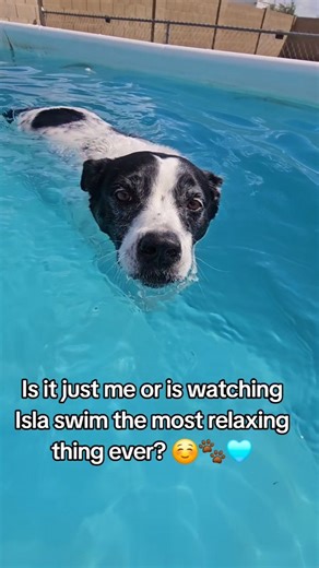 Swimming Vibes ☺️🐾🩵 #cutedogshorts #dogfriends #dogswimming