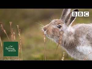 Our spring wildlife webcams live! 🐤🦊🐿 - Wed 10 June Late - Springwatch - BBC