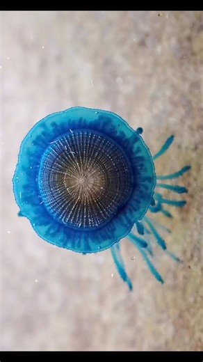 Porpita porpita, colloquially known as the blue button jellyfish, is a type of hydrozoan located in the temperate ocean waters. Contrary to its common name, the blue button does not classify as a true jellyfish. Instead, it is a collective of specialized organisms, referred to as zooids, that unite to perform shared functions such as feeding and reproduction. | Club Ocean