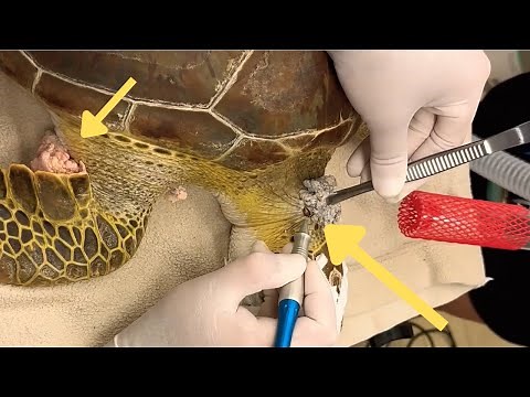 Saving Sea Turtles: Overcoming Nets, Barnacles, and Tumors