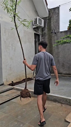 Pohon estetik untuk rumah minimalis Daunnya kaya bambu tapi dia bukan bambu Menjuntai cantik kebawah Namanya pohon liang liu Komen MAU nanti aku DM link nya #pohonliangliu #liangliu #rumahsederhana #rumahidaman #rumahindustrial