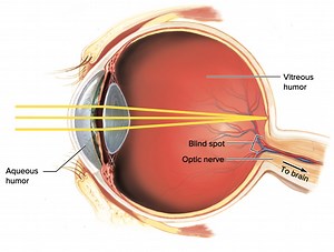 Identify the labeled structures of the human eye in the provide... | Filo