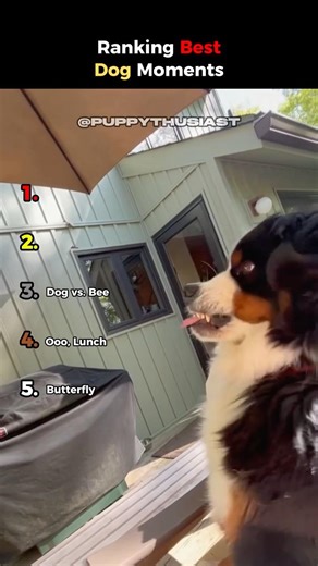 Dogs + Insects Are SO FUNNY 😂😂 #shorts