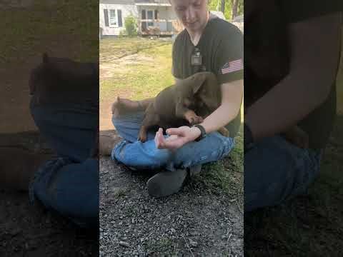 The Crimson Sentinel | Large Red Doberman Companion Prospect — Legacy Evaluation Revealed