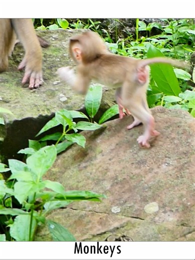 Adorable baby monkey newborn , abandoned in forest 097 #monkeys #abandoned #wildlife #babymonkey | Monkey Discovery