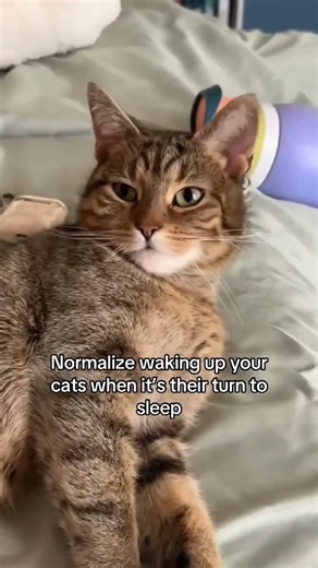 Cats Get Woken Up for NO Reason 😭🐾