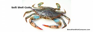 What's the difference between crab and soft shell crab? [2025] | QAQooking.wiki
