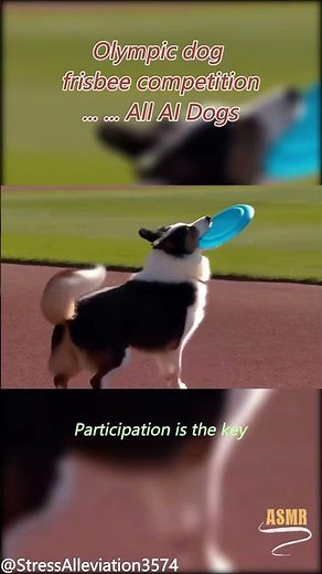 Olympic Frisbee… But It’s All Dogs! 🐶🥏 Gold Medal Fetch!