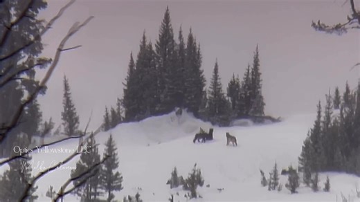 197K views · 6.2K reactions | Just in case you missed my LIVE. This is the Rescue Creek Pack | Optics Yellowstone LLC | Facebook