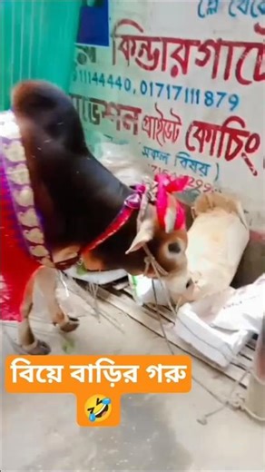 🐄 bridal looks cow! বিয়ের সাজে গরু #dhakabangla #cow #bull #oxen