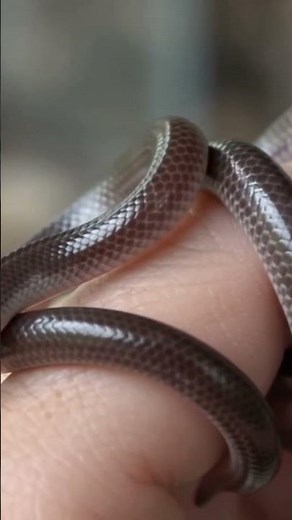 Barbados Threadsnake: The World's Smallest Snake? 🐍