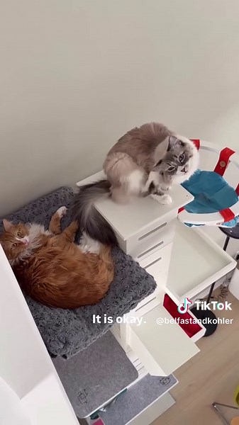 Caught Snuggling: Adorable Cat Moments