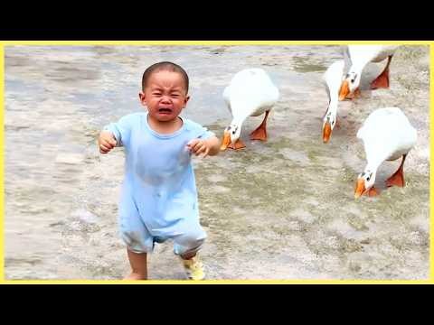 TOP Trending Baby Videos - 1 Hour of Funny Baby Video