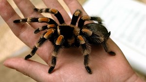 Tarantula