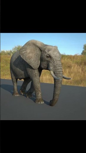 3D African elephant