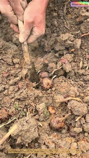 À la recherche des châtaignes d'eau : la récolte souterraine cachée dans la boue