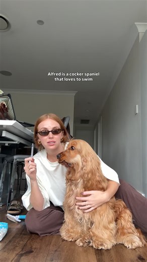 Alfie Kent on Instagram: "Are Cocker Spaniels high maintenance? 👀 Yes… they can be (Alfie definitely is 🤭🤎) BUT it’s not his fault plus it’s totally apart of the cocker mum role, and I would do anything for him 🫶🏽 With their big, long, floppy ears and limited airflow, our darling cockers are more prone to ear infections, which means ear care is extremely important! So we are going to show you how we take care of Alfie’s ears and manage any pesky infections 🤎 Save our cocker spaniel ear-car