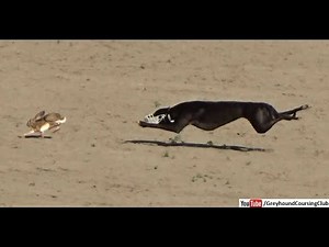 greyhound coursing 2020 | dog race | coursing | racing | wild rabbit