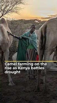 Camel farming on the rise as Kenya battles drought