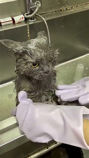 🛑 Cats vs. Bath Time: The Ultimate Struggle! 😹🛁 | ThrivePaw Shorts #cat #catbehavior #pets #cutecat