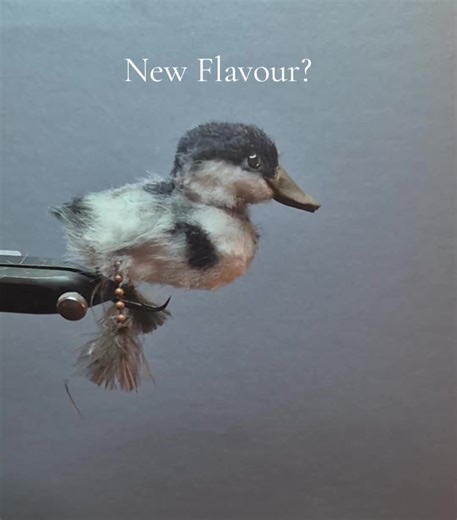 Another pattern of duckling Pike fky just for variety. I don't think the fish are that discerning. #fishing #flytying #flyfishing #pikefishing #cuethecirclehookcomments