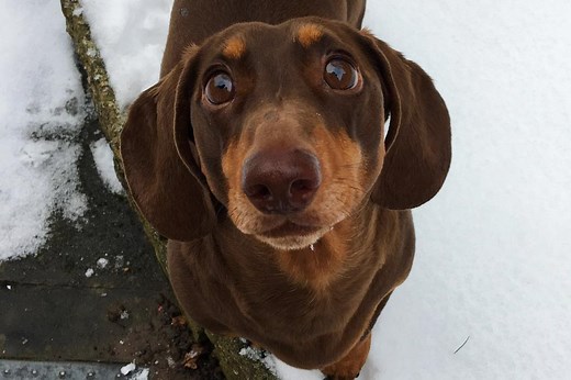 Dog sprains tail from too much wagging during owner’s coronavirus quarantine