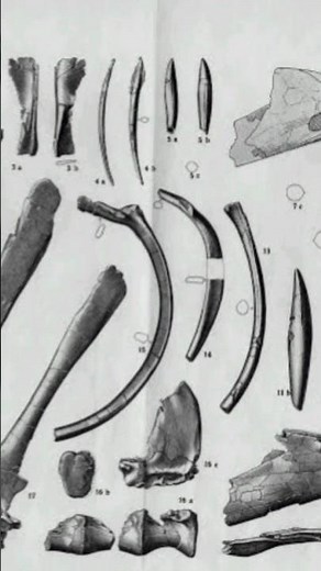 Why Scientists Keep Changing Spinosaurus#spinosaurus#dinosaurs#dinosaurfacts#fypviral