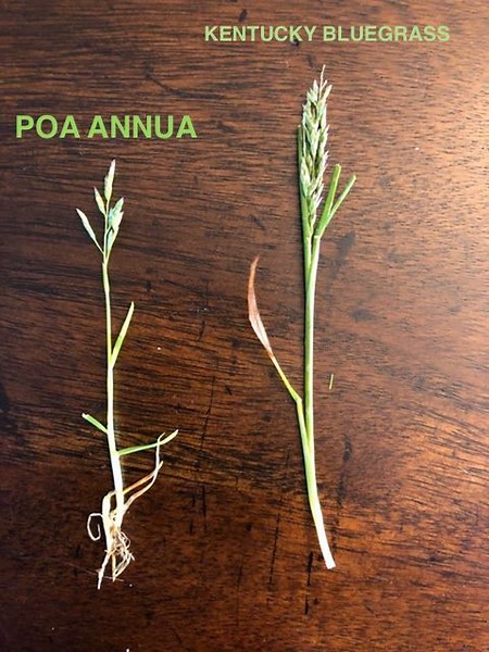 How To Kill Poa Annua (Get Rid Of Poa Annua - Annual Bluegrass Control) - Lawn Phix