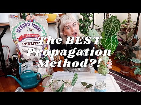 Propagating in Perlite | It Saved My Plants From Root Rot!