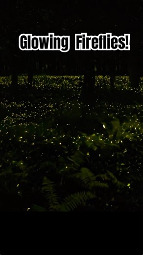 Tallest Trees East of the Mississippi + Synchronized Fireflies! (Congaree NP)