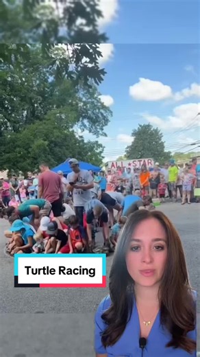 One of the most commonly overlooked animal abuse traditions is turtle racing. Hundred of these turtle races are happening across the southern US, mostly during festivals such as the 4th of july celebration. The first problem arises due to the capture and relocation of native turtle species. These turtles are taken from their native territories, crammed together in inhumane enclosures, and then disposed of haphazardly at the closest pond once the race is over, rarely returned to the exact place t