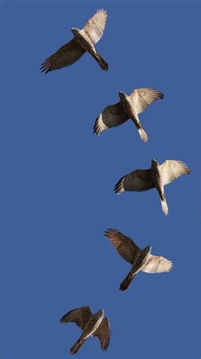 Collared Sparrowhawks - Adult VS. Juvenile Plumage