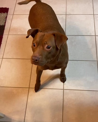 Dog Talking Prank Reaction - Hilarious Pet Prank Video