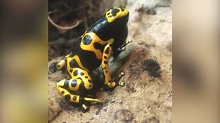 4.5K views · 28 reactions | Sound on! Have you heard the call of the poison dart frog? Male yellow-banded poison dart frogs use loud calls to attract mates and warn off competitors for their territory. The bright colors may help , and at the same time, deter predators. | North Carolina Museum of Natural Sciences | Facebook