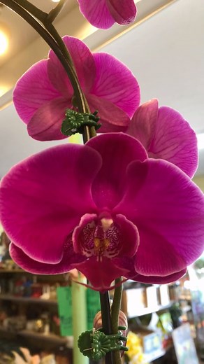 It is so exciting to have such a great selection of House Plants this time of year! They are perfect for bringing life to an indoor space while our plants outside get to rest. Perfect for yourself, or a gracious host or hostess this upcoming holiday season! #dentontx #holidays #gardencenter #indoorplants #landscapedesigns | Meador Nursery