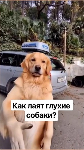 How do deaf dogs bark? #amitesh #iwantfacts