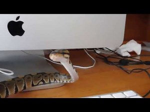 My curious ball python.