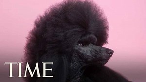 37K views · 358 reactions | After winning best in show at the 144th Westminster Kennel Club Dog Show, Siba the standard poodle visited TIME studios for a special photo shoot befitting her regal attitude. https://ti.me/38qXElK | TIME | Facebook